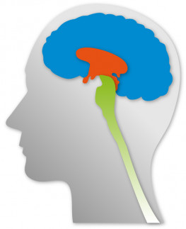 drei-einiges gehrin.jpg